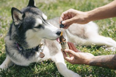 Wat is CBD en wat kan je ermee?