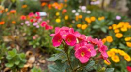 Winterharde planten kiezen voor een kleurrijke tuin het hele jaar