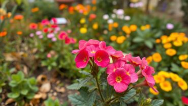 Winterharde planten kiezen voor een kleurrijke tuin het hele jaar