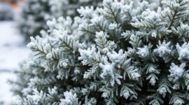 Winterharde planten: jouw gids voor een winterklare tuin